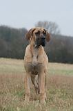DOGUE ALLEMAND 756